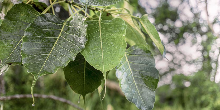 Leaves of the Bodhi Tree